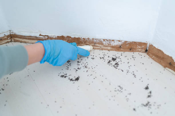 Best Affordable Pest Control Services  in Kent City, MI